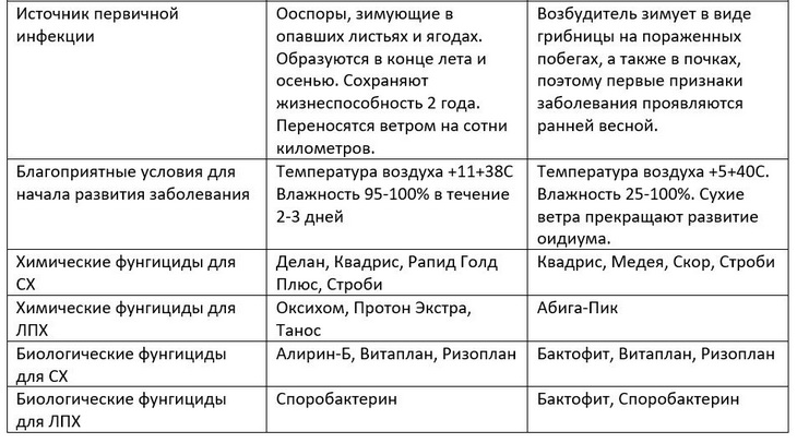 обработка винограда от мучнистой и ложной росы