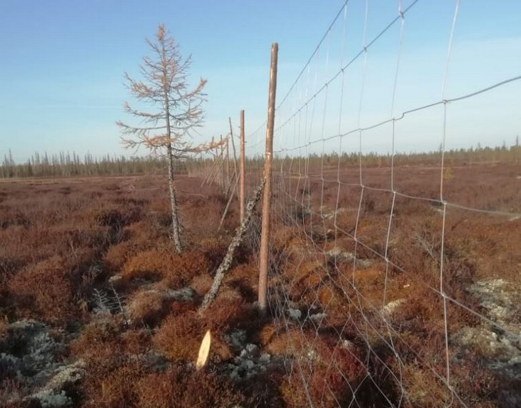 оленеводство на Ямале