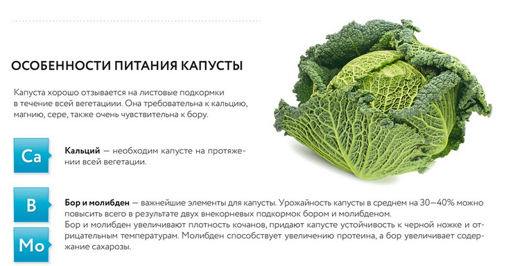 Схема защиты капусты