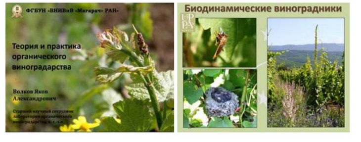 органический виноград