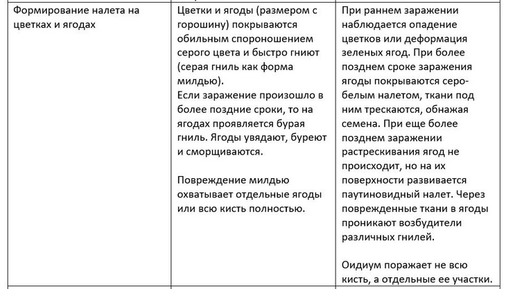 мучнистая роса винограда