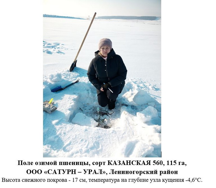 озимые республика татарстан