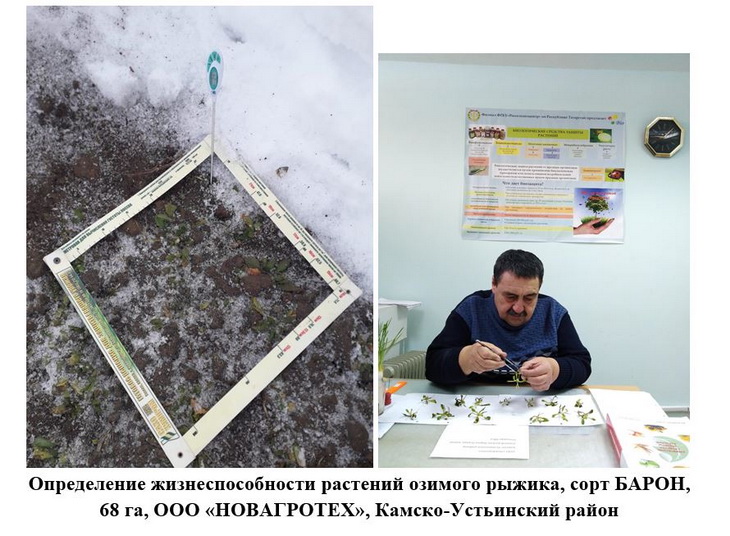 озимый рыжик