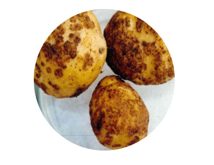 парша картофеля