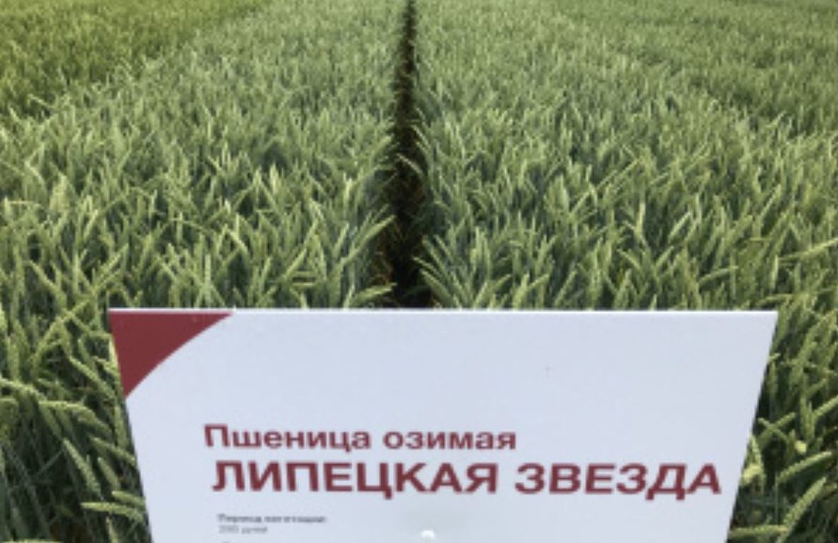 Липецкая звезда и другие высокопродуктивные сорта российской пшеницы плюс  тритикале — АгроXXI