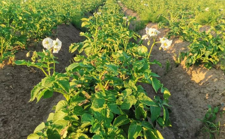 В Кировской области предоставляют субсидии на закупку элитных и оригинальных семян - фото