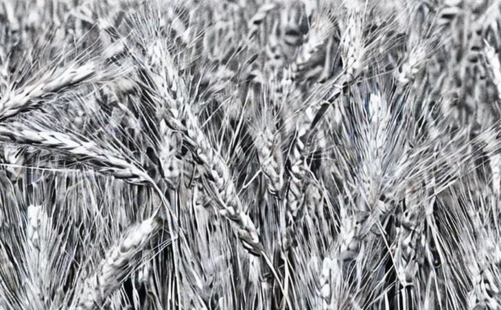 Космическую пшеницу выращивают на китайских полях