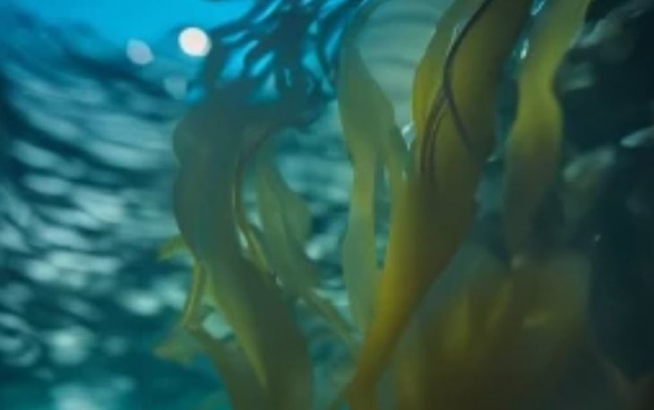Куба запустит собственное производство биоудобрений из морских водорослей