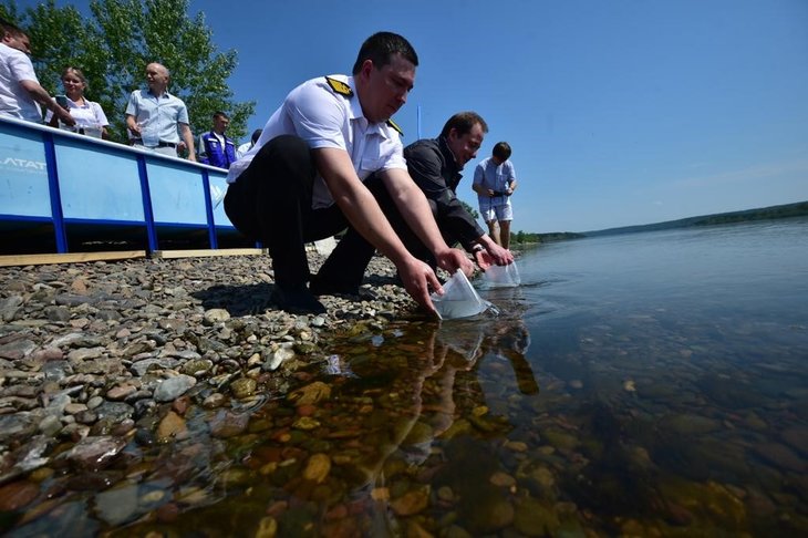 НТЭК выпустила в Енисей первую партию мальков ценных промысловых рыб