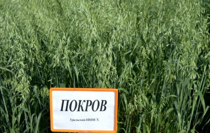 Новый крупнозерновой и высокоурожайный сорт овса создали уральские селекционеры