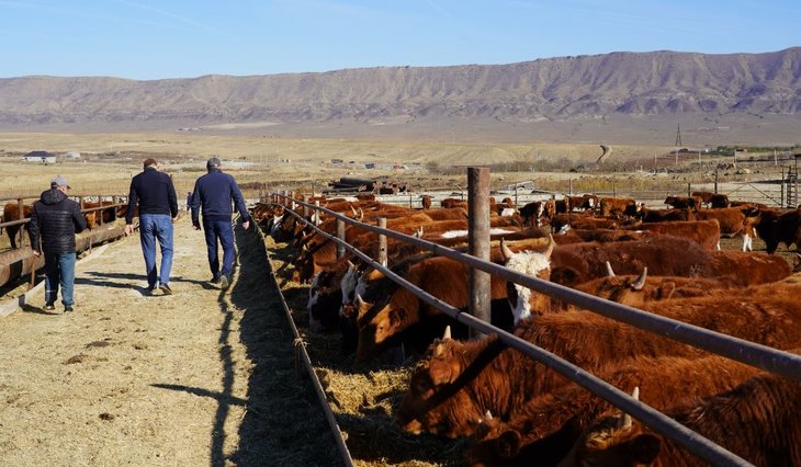 Дагестанский племрепродуктор по калмыцкой породе КРС построил водохранилище для полива сенокосов