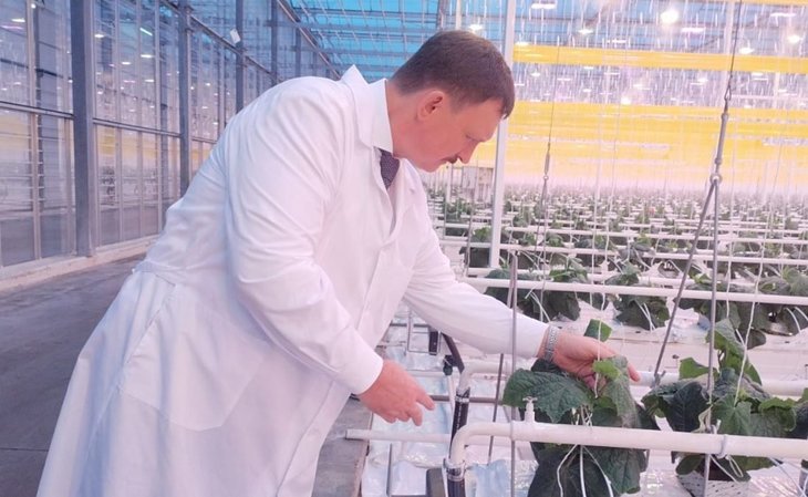 Одна из передовых российских теплиц со шмелями и энтомофагами модернизирует систему досветки