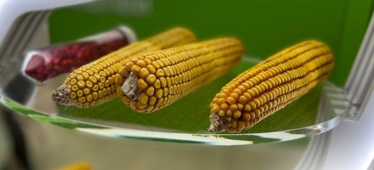 Российские селекционеры работают над ультраранними гибридами кукурузы для более северных регионов страны