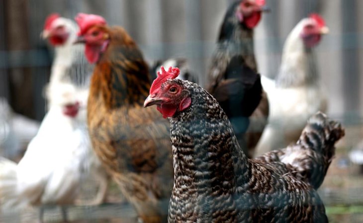 Птицеводческие фабрики Приморского края снизили отпускные цены на мясо кур