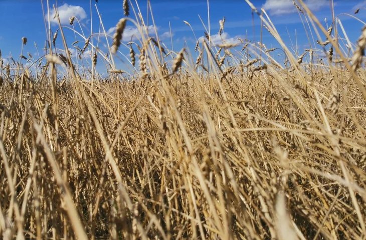 В 2023 году аграрии ЦФО застраховали более 3,5 млн га посевов