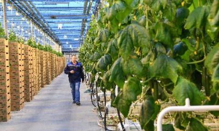 С пчелоопыляемым «Атлетом» открыли саратовские теплицы огуречный сезон 2024 
