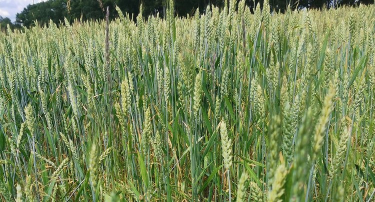 Россия усиливает свои позиции на мировом и внутреннем рынке органической продукции