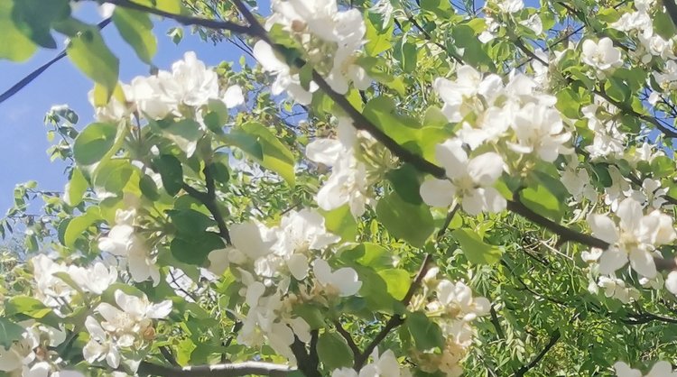Зеленое охлаждение жарких городов: почему важны парки и деревья