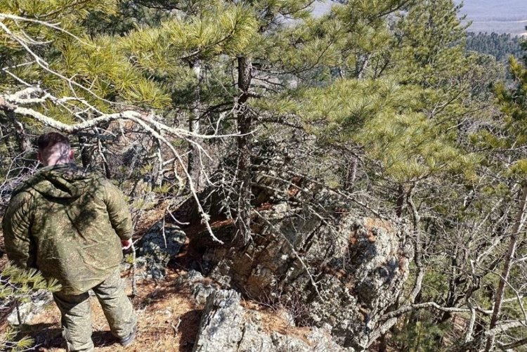 Лесосеменная плантация первого порядка с акцентом на кедр появится в Приморском крае