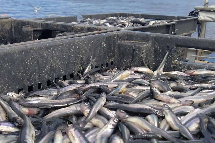 В Ленинградской области приступают к вылову уникальной рыбы корюшки 