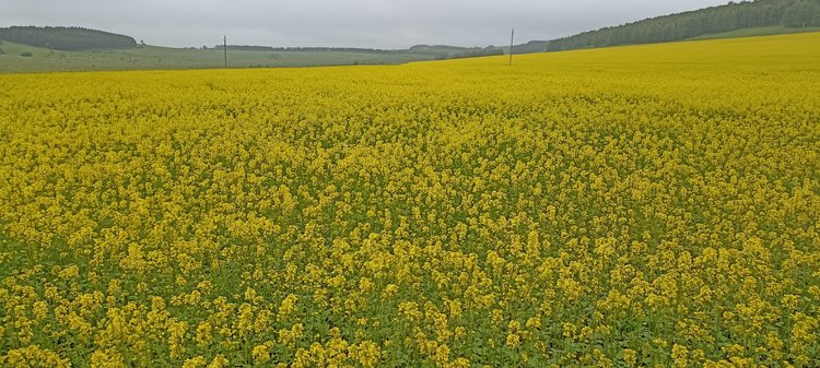 Экономика плюс экология равно плодородие