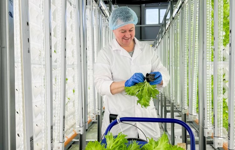 Собственная разработка ивановского сельхозкооператива представляет собой гибрид аэро- и гидропоники