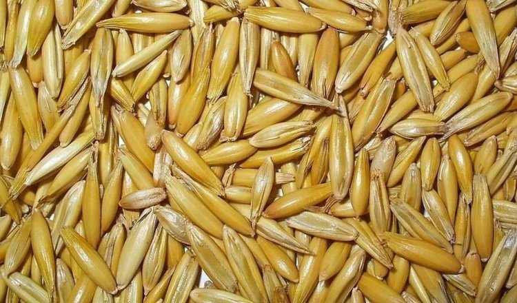 Какие сорта овса хорошо показывают себя в Сибири