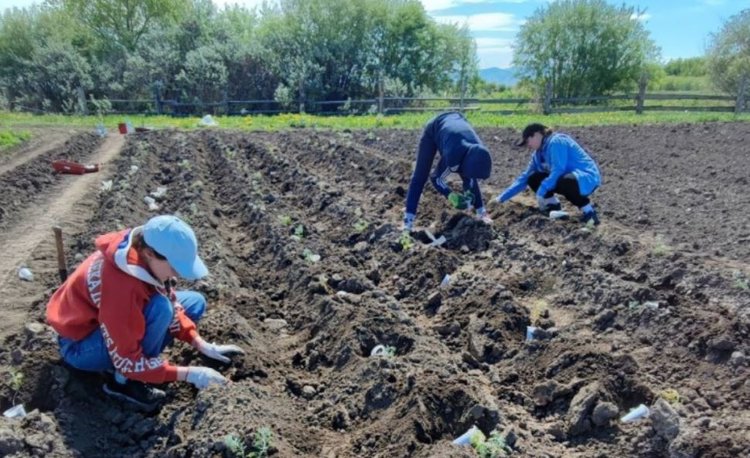 Из бурятской полыни будет делать российский аналог бальзама «Золотая звезда»