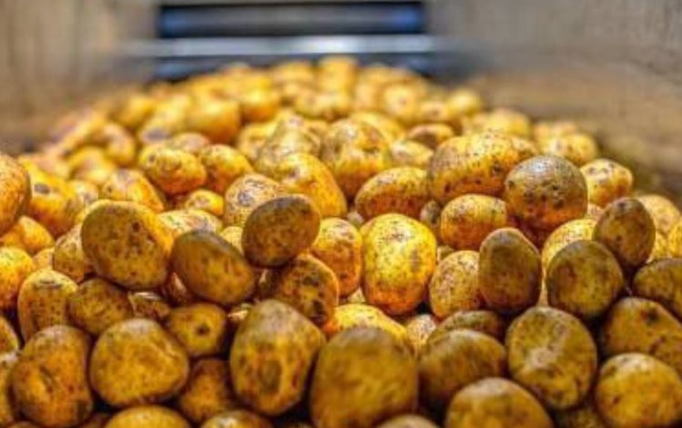 Российскую картофельную муку будут импортировать по упрощенке