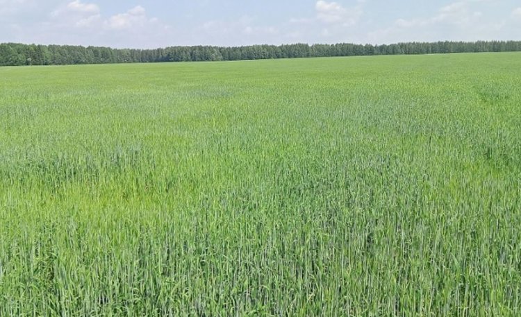 Яровой ячмень остается лидирующей культурой по площадям в Кировской области