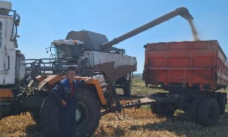 Симоновская птицефабрика ежегодно расширяет поля под озимой пшеницей