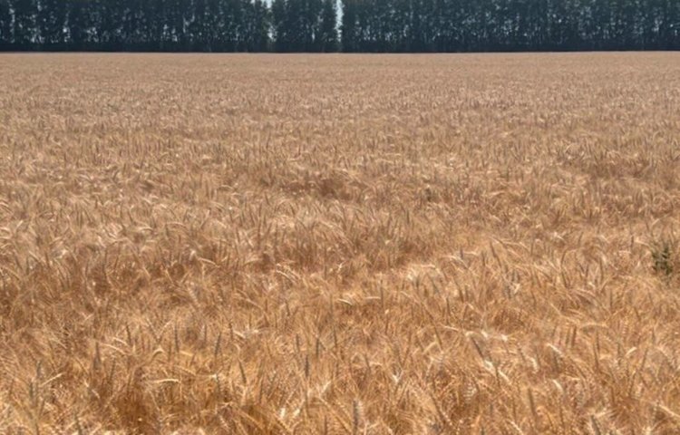Пензенские аграрии в этом году увеличили площади под твердой пшеницей до 16,9 тысяч га