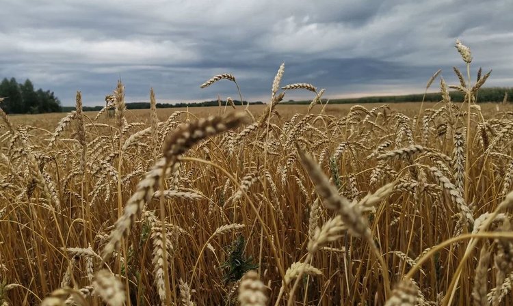 Какие изменения ожидаются в агростраховании