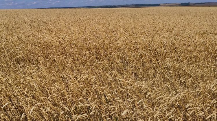Первый миллион тонн зерна нового урожая собран в Воронежской области