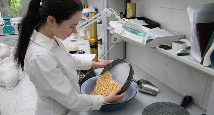 Тысячу тонн флуоресцентной кукурузы обнаружили эксперты Алтайского филиала «Центр оценки качества зерна»