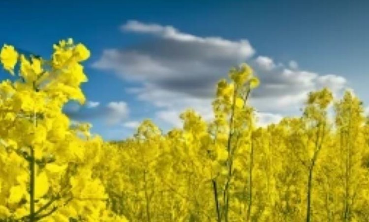 Компания Syngenta добавляет рвотное средство в паракват для обеспечения безопасного использования своей продукции