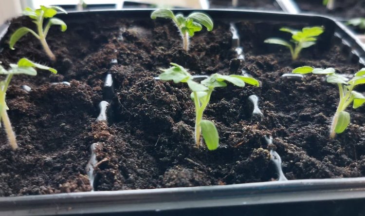 Биозащиту томатов от питиозной гнили штаммами триходермы сравнили с металаксилом