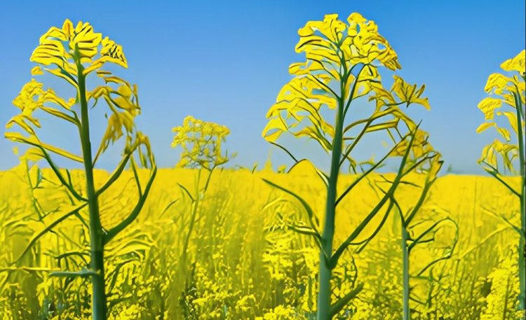 Европейская комиссия одобрила слияние Bunge и Viterra