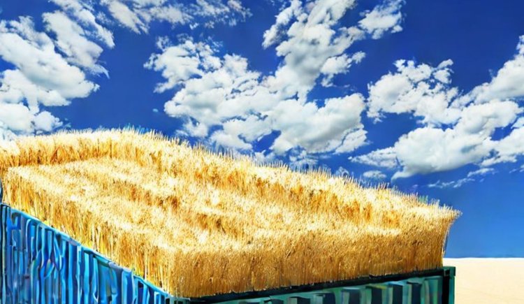 В Астраханской области значительно увеличен экспорт зерна и продуктов его переработки с начала 2024