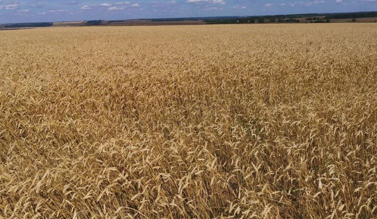 Глобальные продавцы пшеницы внимательно смотрят на Индонезию 