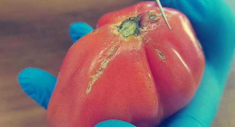 В Китай вернули помидоры с карантинным вирусом коричневой морщинистости плодов томата