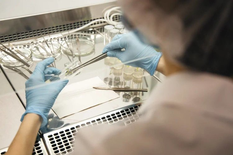 «СОЮЗСЕМСВЕКЛА» включена в сборник лучших отечественных селекционных достижений