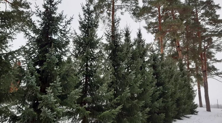 Рождественские елки обладают уникальной суперсилой 