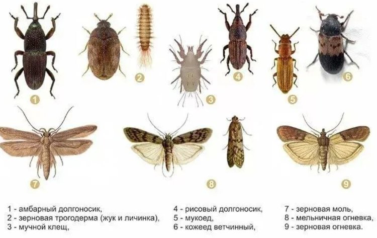 Чем обработать склады с зерном и семенами от амбарных вредителей