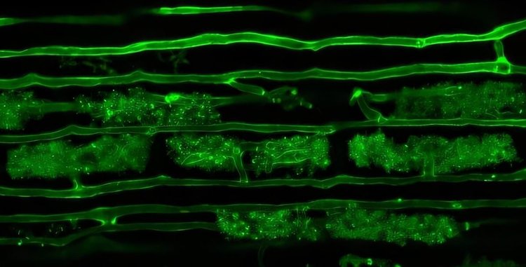 Эндосимбионты для сельхозкультур интенсивного земледелия могут стать новым продуктом защиты растений
