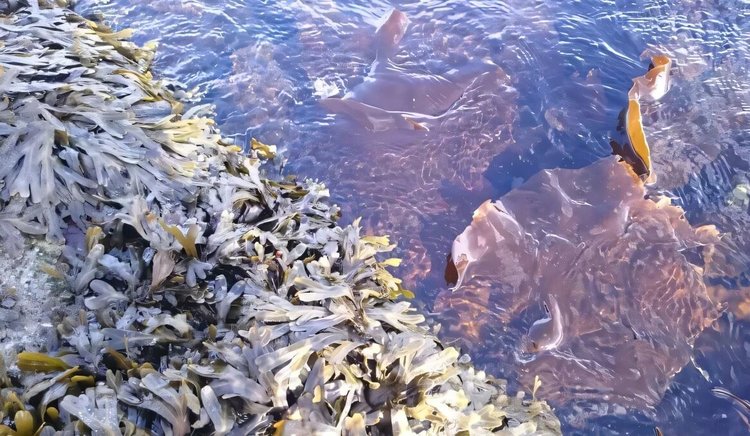 Смесь водорослей с «обезьянним хлебом» может вскоре появиться на прилавках