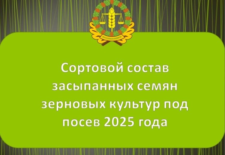 Как складывается сортовой состав семян зерновых культур в Амурской области под яровой сев 2025