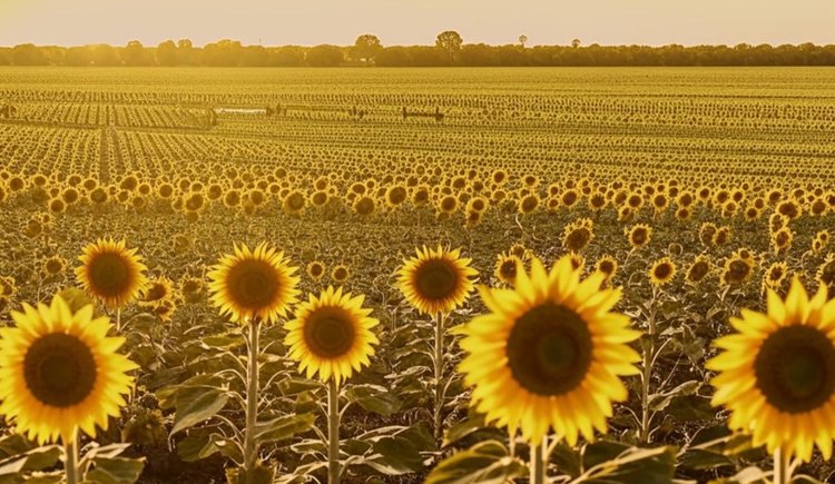Саратовская область – подсолнечный лидер России 2024