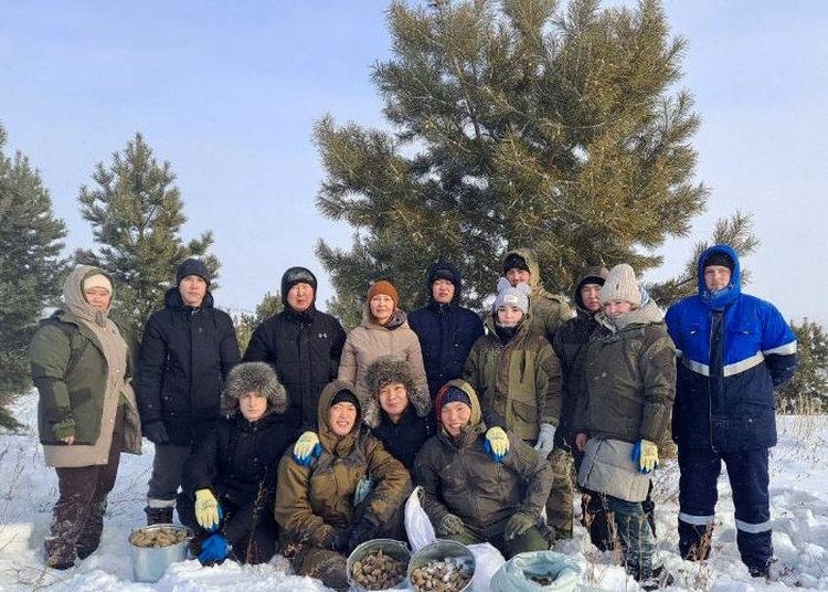 Какая сосновая шишка хороша для выращивания саженца, рассказали в Бурятской ГСХА 