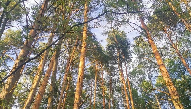 Селекцию сосен на смолистость будут вести в Португалии